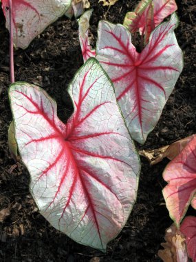 Caladium clipart