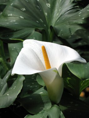 calla-zambak