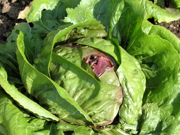 Kale head — Stock Photo, Image