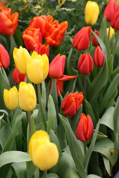 stock image Tulips