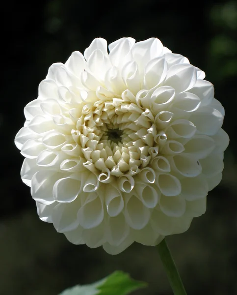 stock image Dahlia