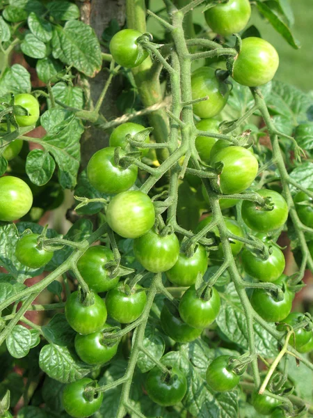 Stock image Tomato