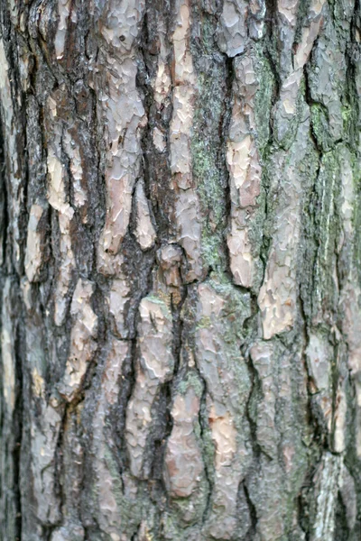 Cascas de árvores — Fotografia de Stock