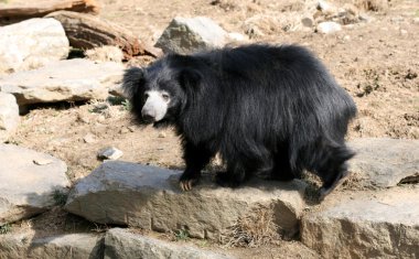 Sloth bear clipart