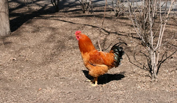 Hen at farm — Stock Photo, Image