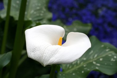 calla-zambak