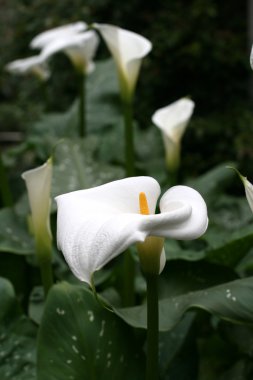 calla-zambak