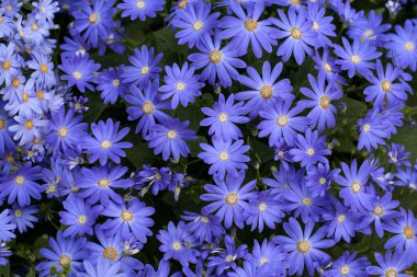 Cineraria clipart