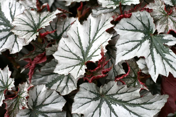 Angel-wing begonia — Stock Photo, Image