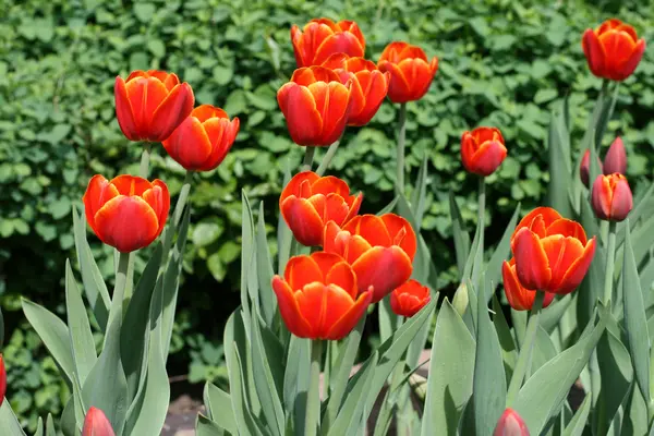 stock image Tulips