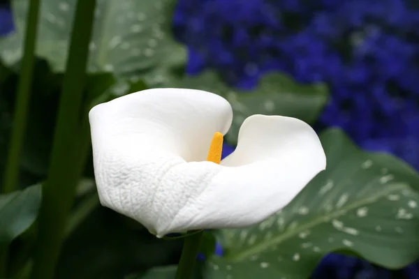 stock image Calla-lily