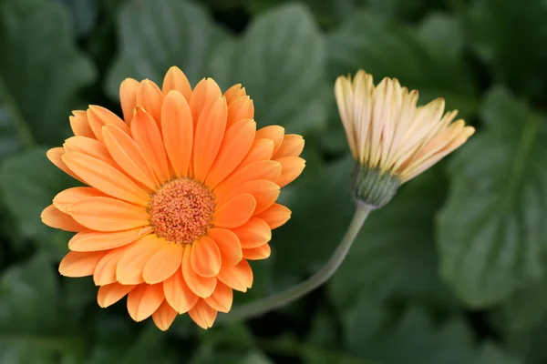 Herbera daisy — Stockfoto