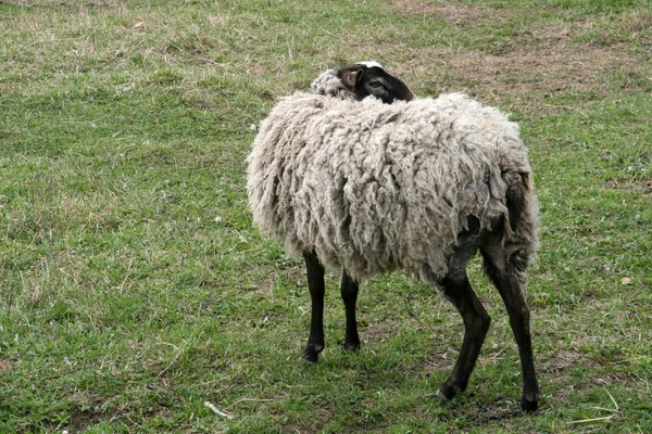 Πρόβατα στο αγρόκτημα — Φωτογραφία Αρχείου