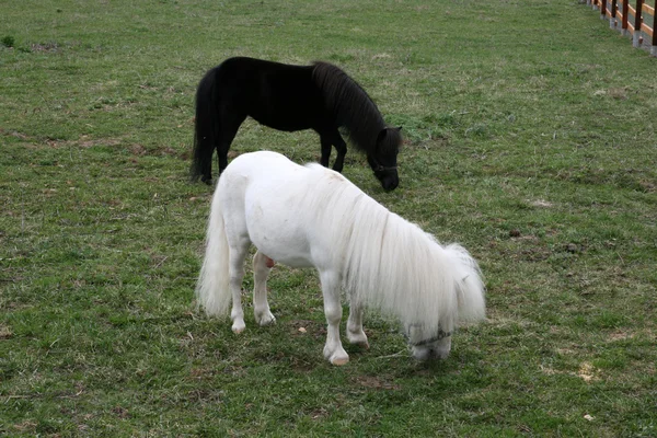 Pony sobre hierba verde — Foto de Stock