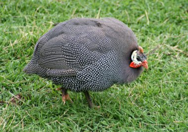 Guinea fowl clipart