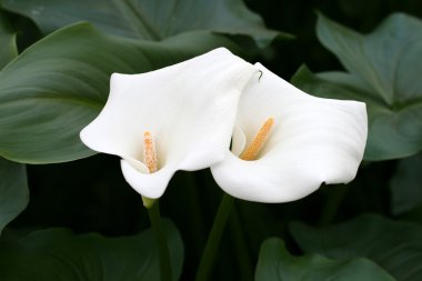 calla-zambak