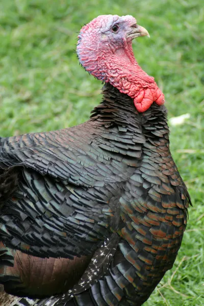 Turkeycock — Stock Photo, Image