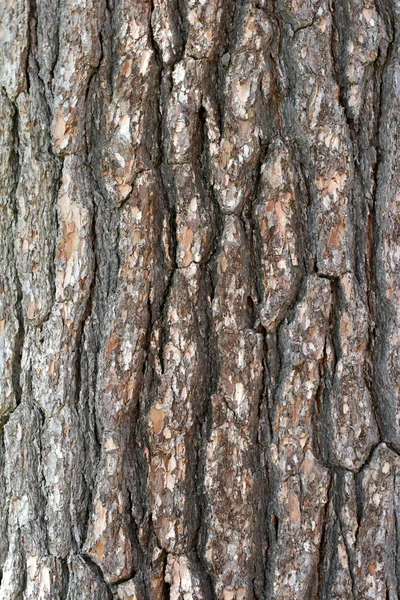 나무 껍질 — 스톡 사진