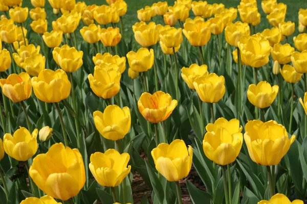 stock image Tulips