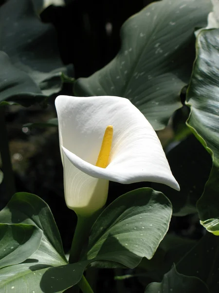 Calla-lily — Zdjęcie stockowe