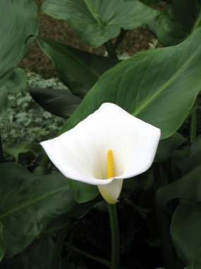 calla-zambak