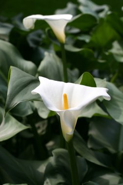 calla-zambak