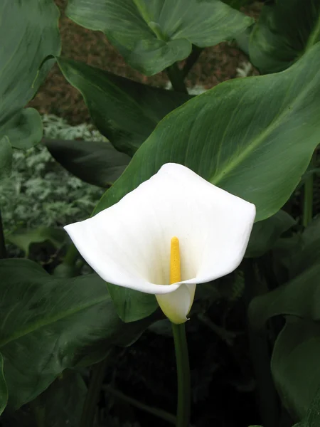 Stock image Calla-lily