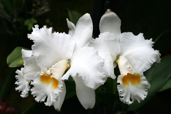 Orkidéer — Stockfoto