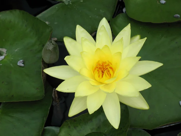 Stock image Water lily in a pond