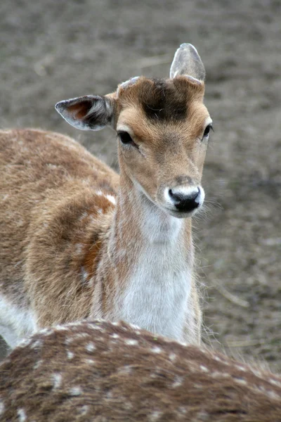Nadasa geyik — Stok fotoğraf
