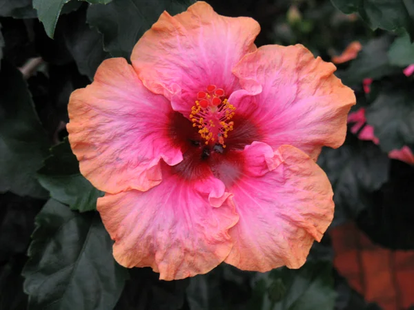 Chinese hibiscus — Stock Photo, Image