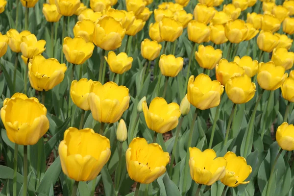 stock image Tulips