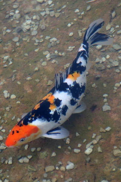 Ψάρια ενυδρείου ή koi — Φωτογραφία Αρχείου