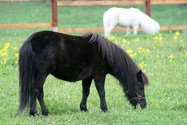 Ponny på grönt gräs — Stockfoto