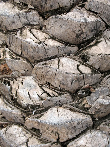 stock image Palm bark