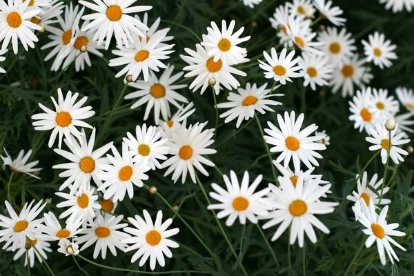 Daisy bir Bahçe — Stok fotoğraf
