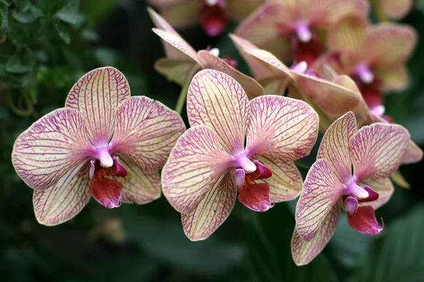 stock image Orchids