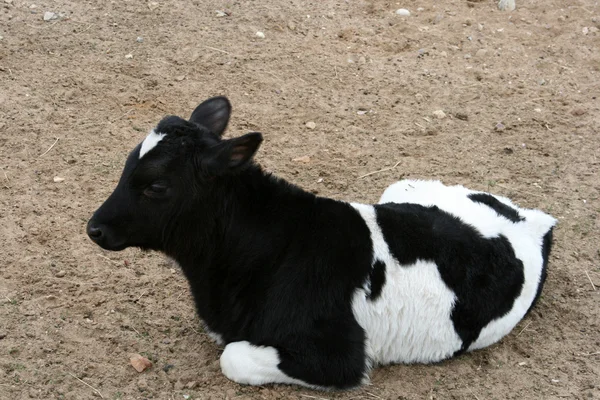 Calf at farm — Stock Photo, Image