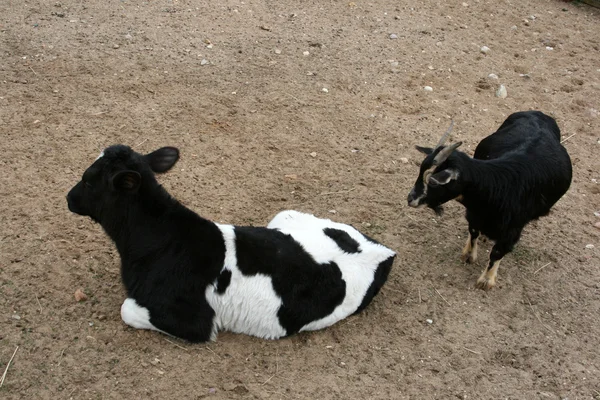 Łydki i koza — Zdjęcie stockowe