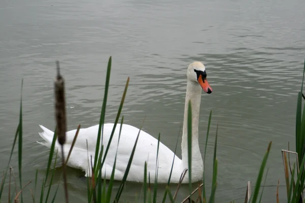 Cisne en un estanque — Foto de Stock