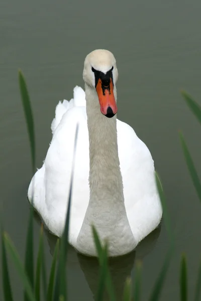 Cisne em uma lagoa — Fotografia de Stock