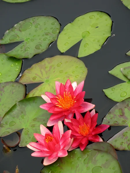 stock image Water lilies in a pond