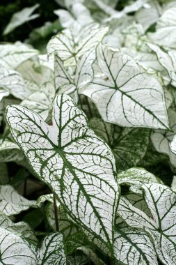 Caladium