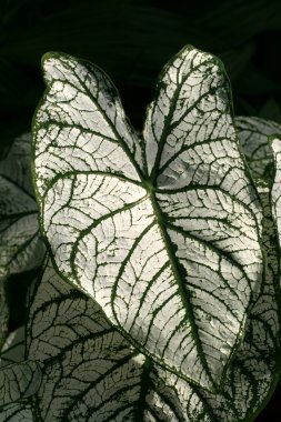 Caladium