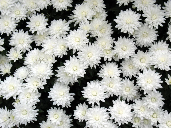 Хризантемы — стоковое фото