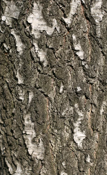 Casca de bétula — Fotografia de Stock