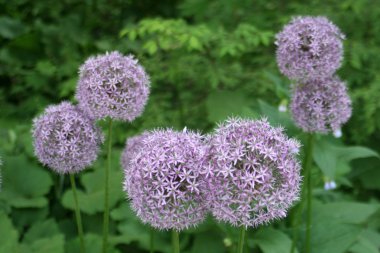 Allium çiçekler