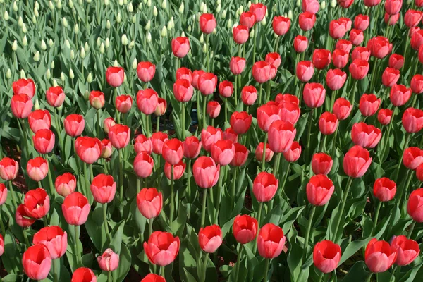 stock image Tulips