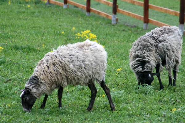Sheep at farm