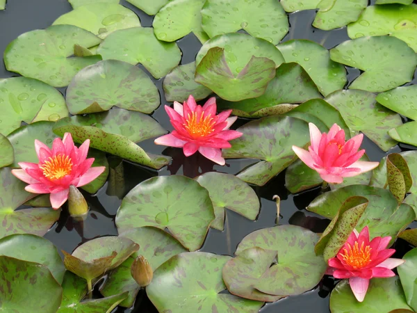Waterlelies in een vijver — Stockfoto